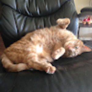 Meet your Posher, Greg